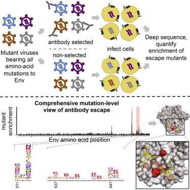 Image for Comprehensive mapping of HIV-1 escape from a broadly neutralizing antibody
