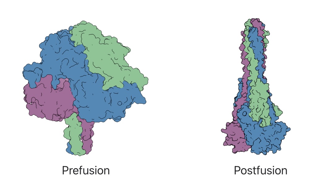 Image for Functional and antigenic constraints on the Nipah virus fusion protein