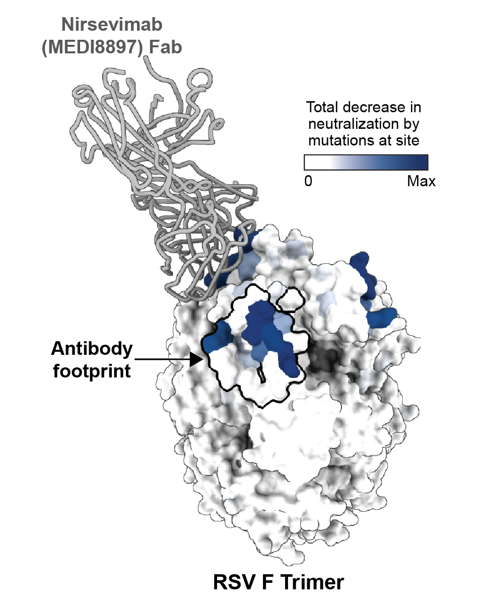 Image for Mutational constraints on RSV F and its neutralization by antibodies